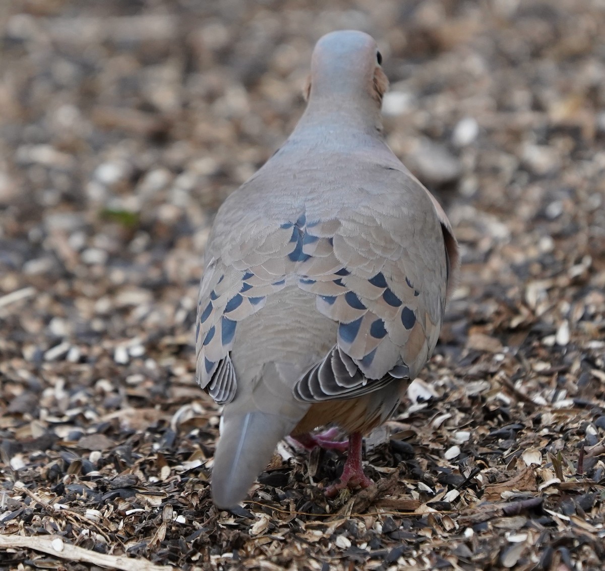 Mourning Dove - ML652354487