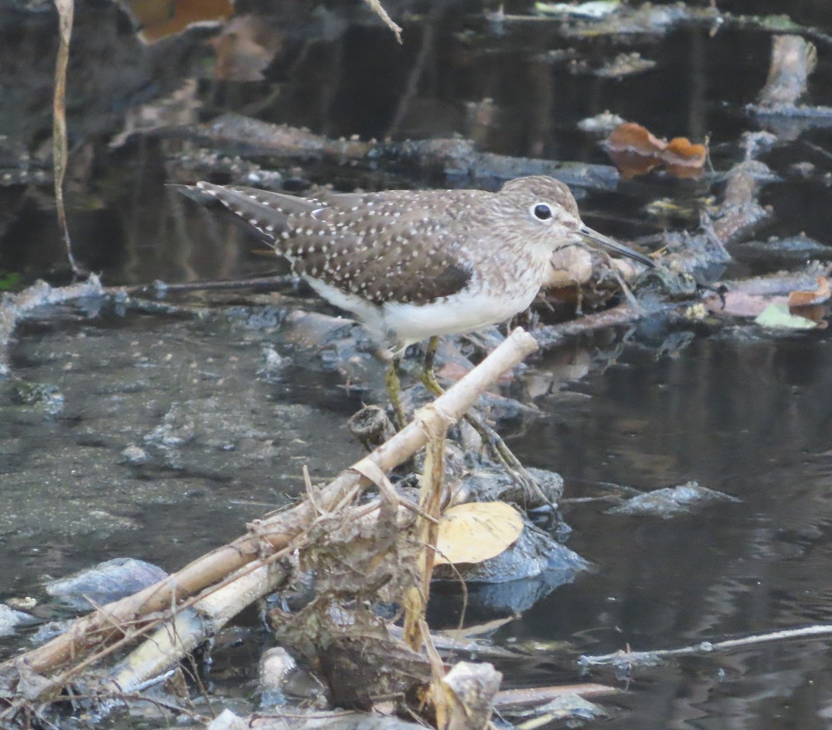 Solitary Sandpiper - ML652354506