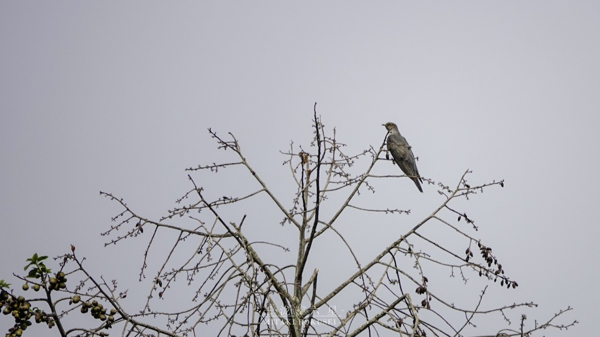 Common Cuckoo - ML652355199