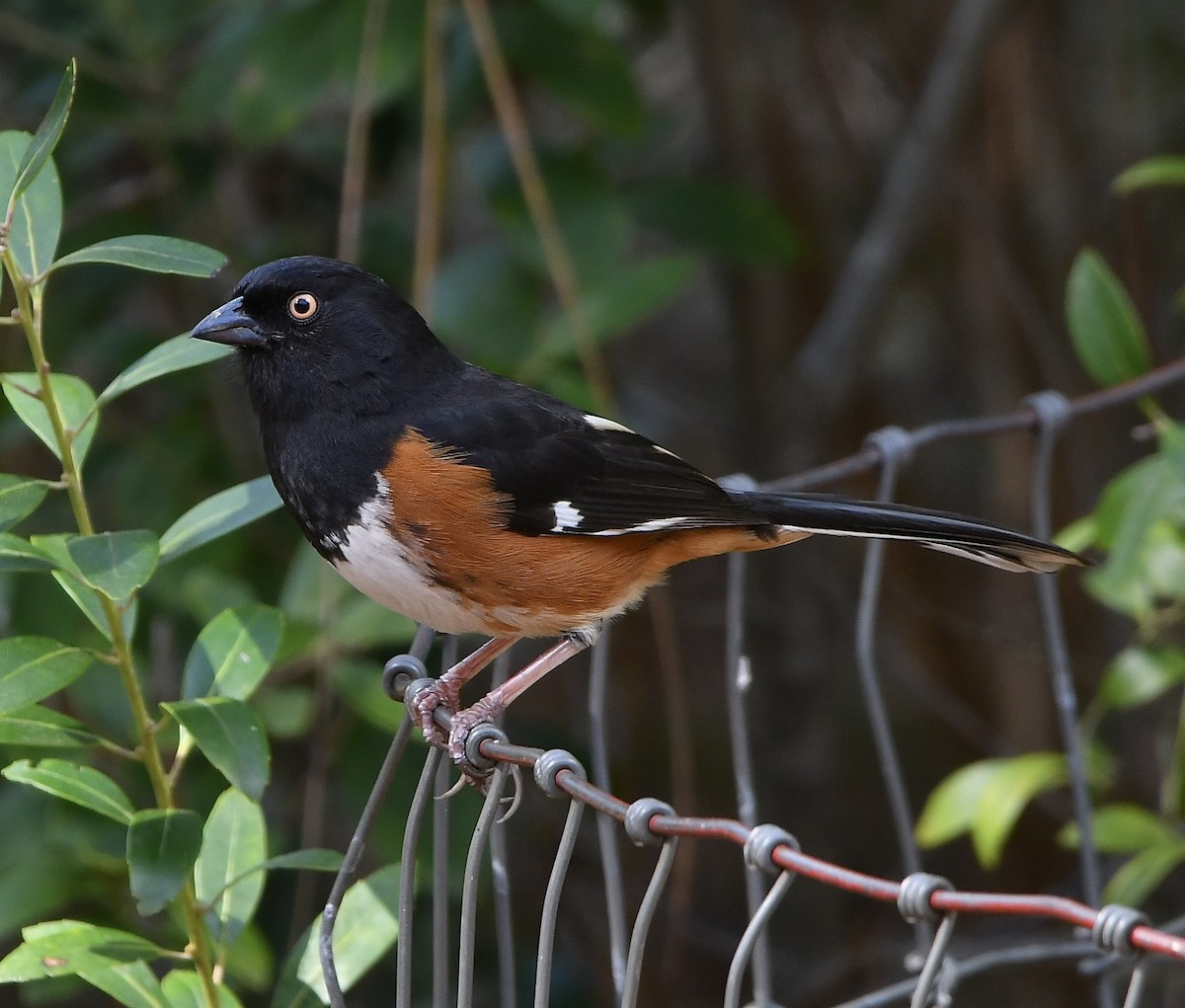 Красноглазый тохи (alleni/rileyi) - ML652355440