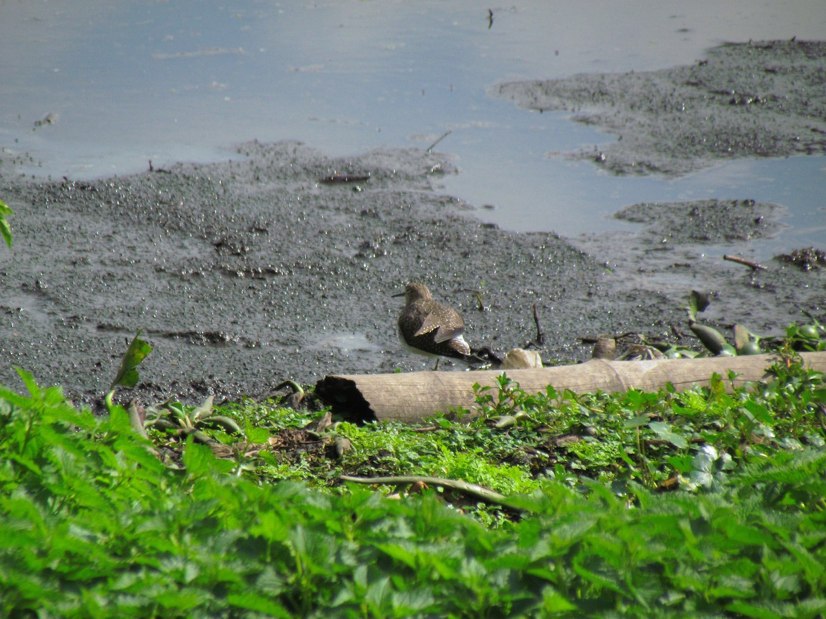 Solitary Sandpiper - ML652355447