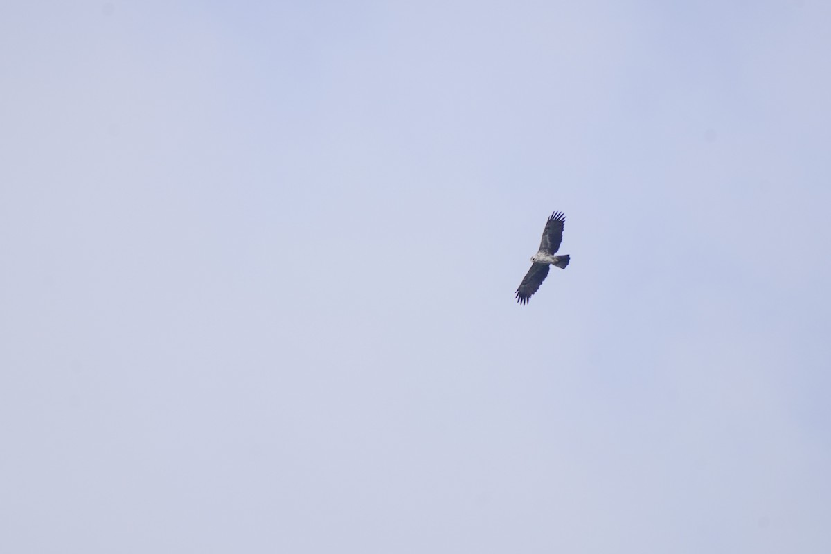 Crowned Eagle - ML652355596