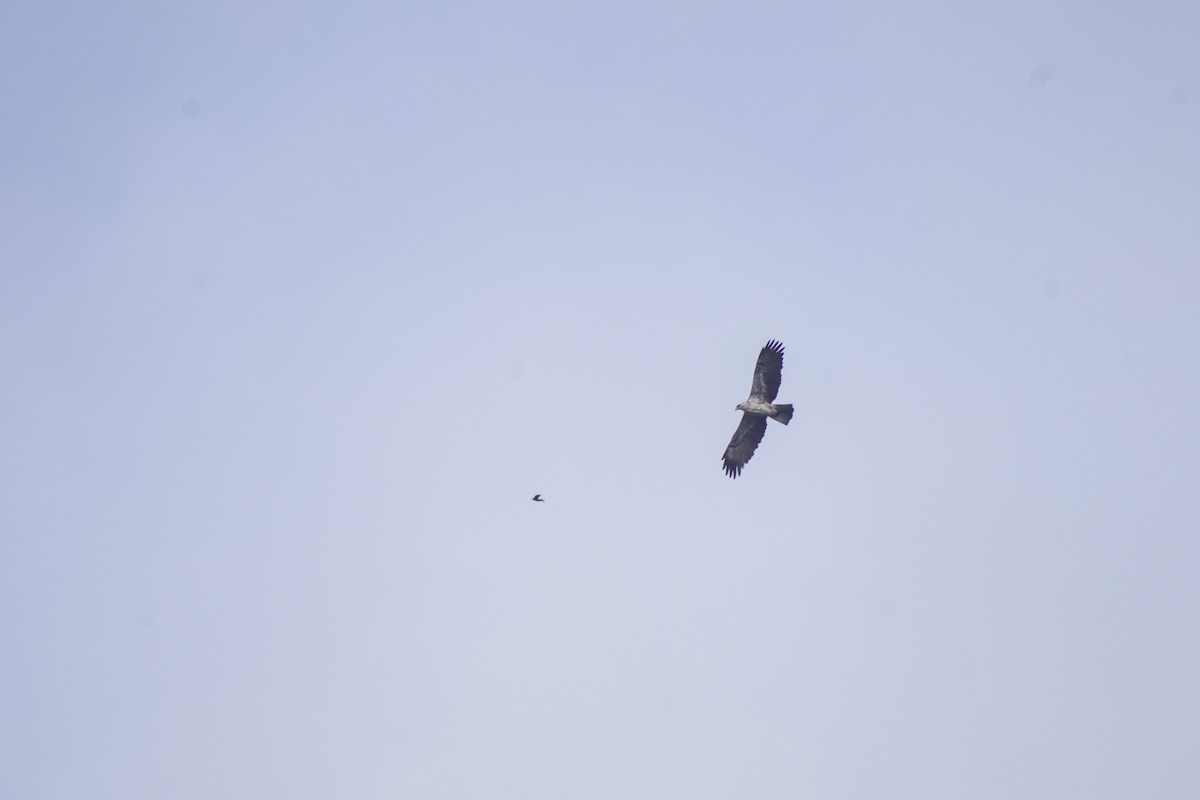 Crowned Eagle - ML652355598