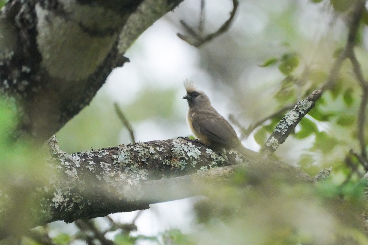 Speckled Mousebird - ML652355668