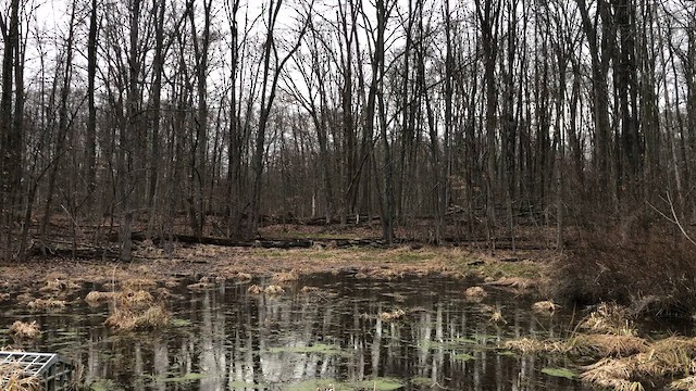 Spring Peeper - ML652355972