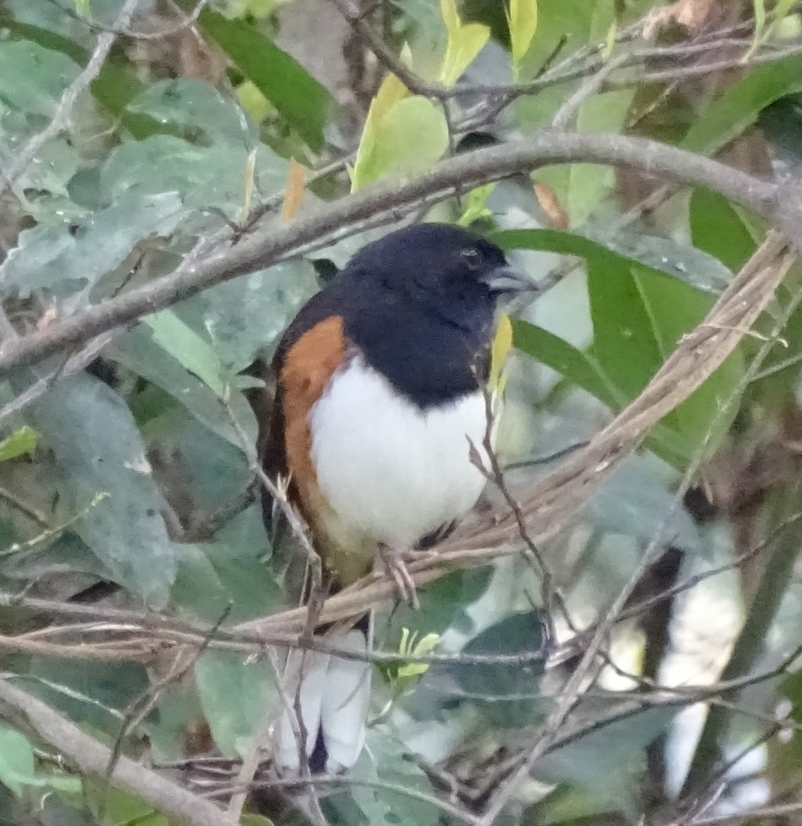 Красноглазый тохи - ML652356088