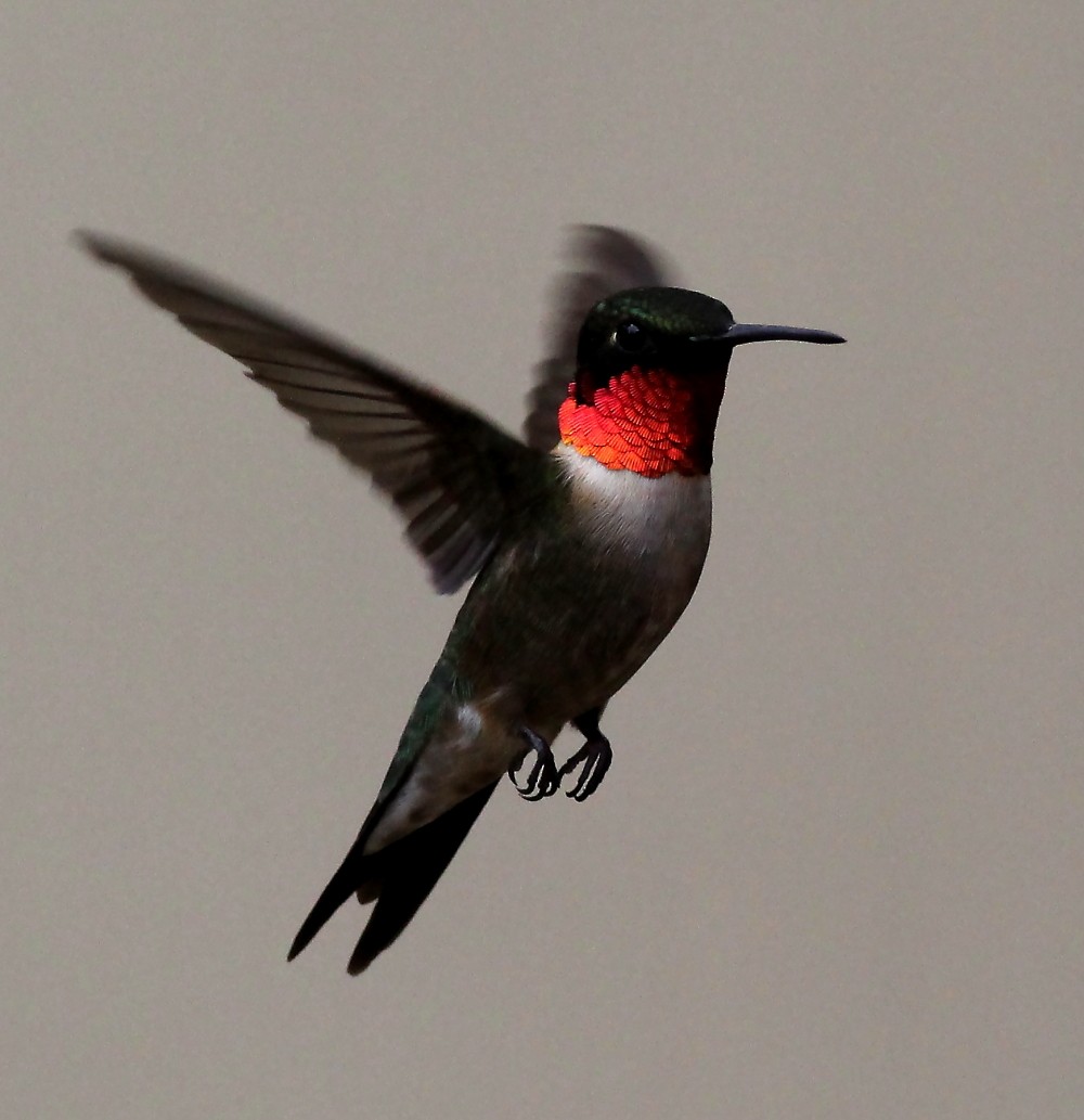 Ruby-throated Hummingbird - ML65235621