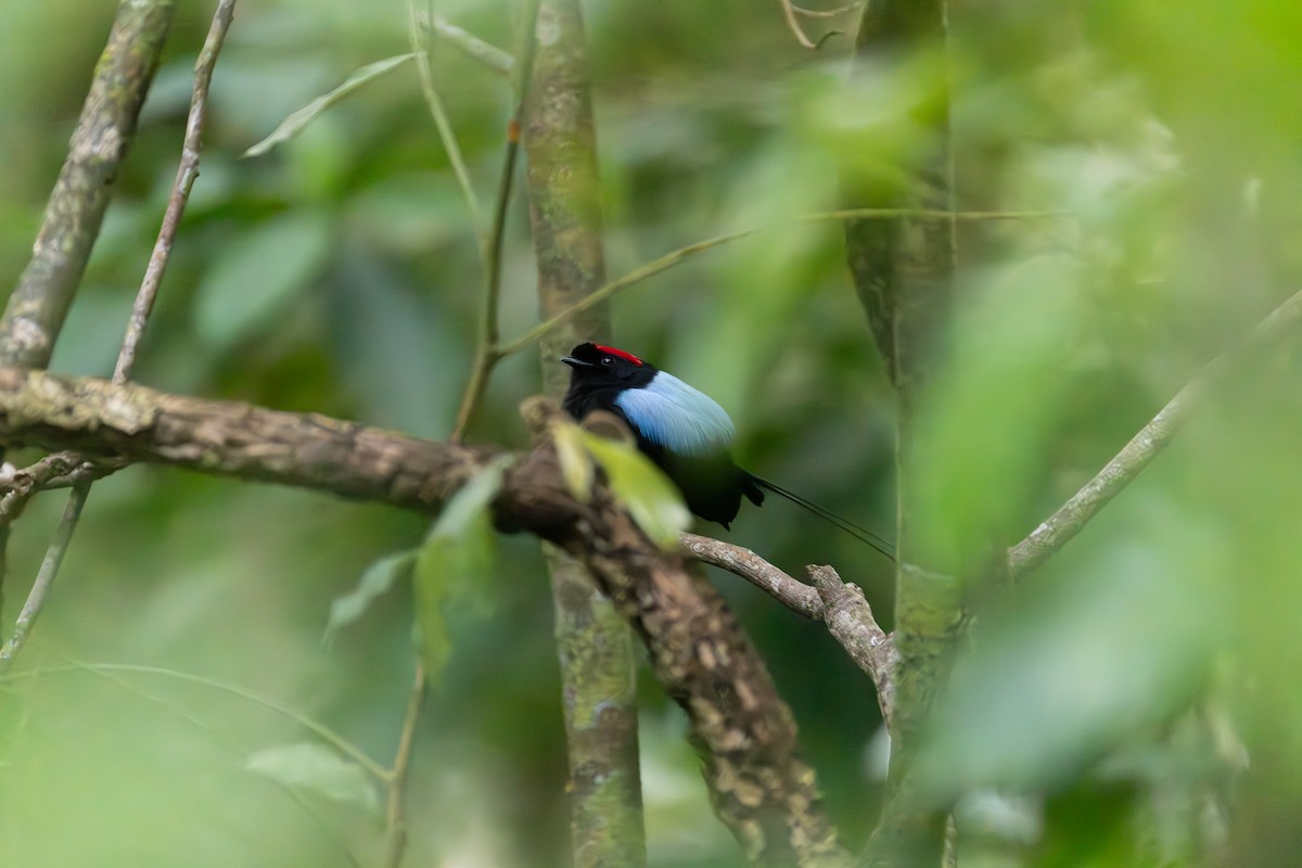 Long-tailed Manakin - ML652356415