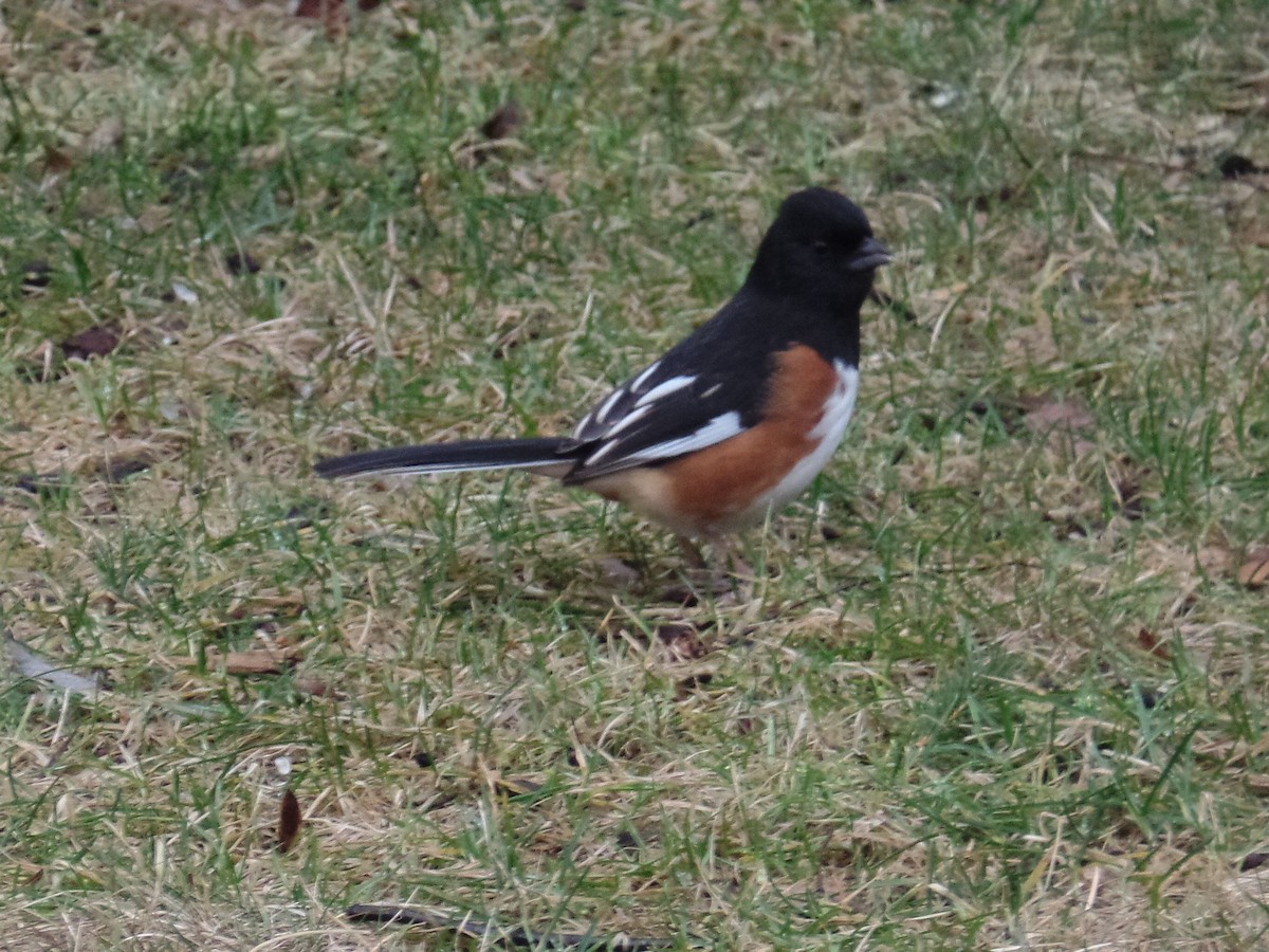 Красноглазый тохи - ML652356440