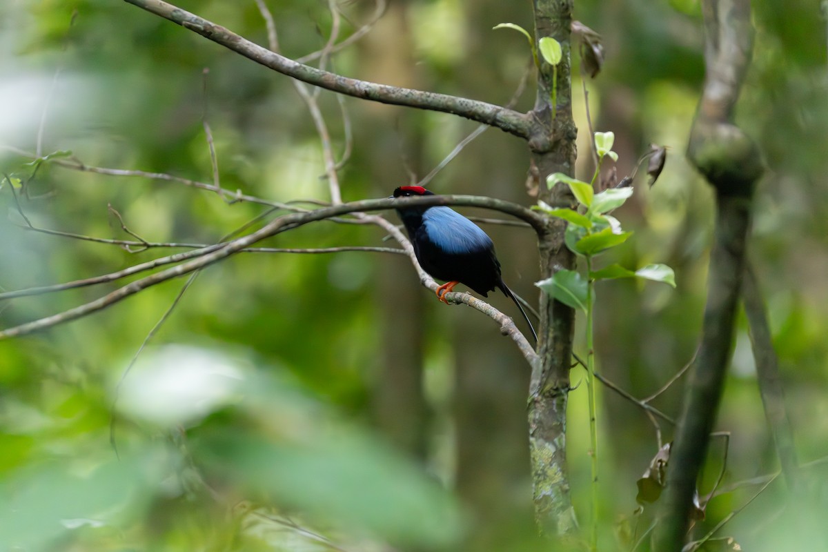 Long-tailed Manakin - ML652356441
