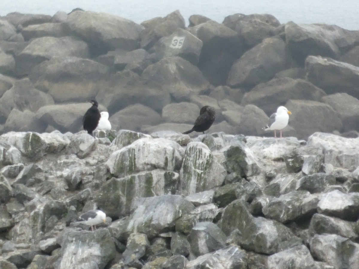 アオノドヒメウ - ML652357275