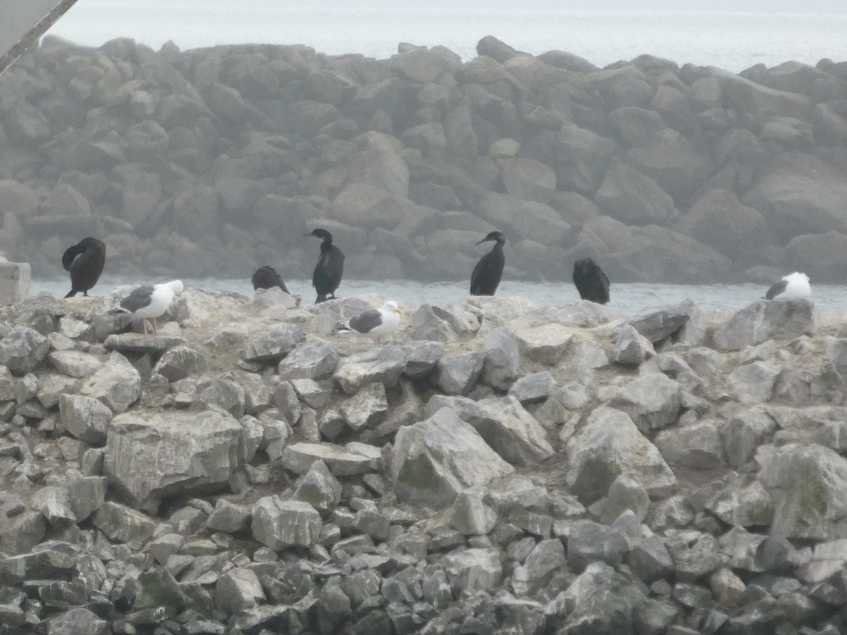 アオノドヒメウ - ML652357276