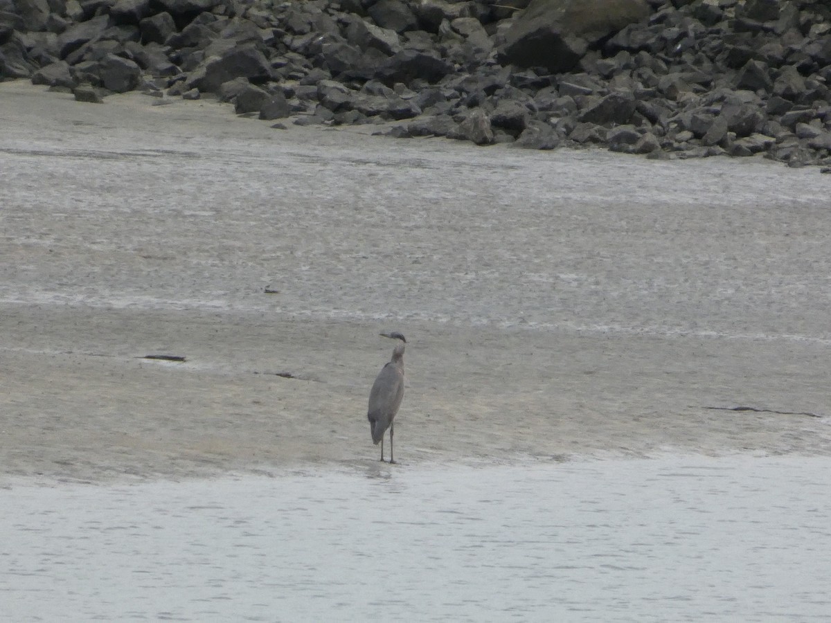 オオアオサギ - ML652357366