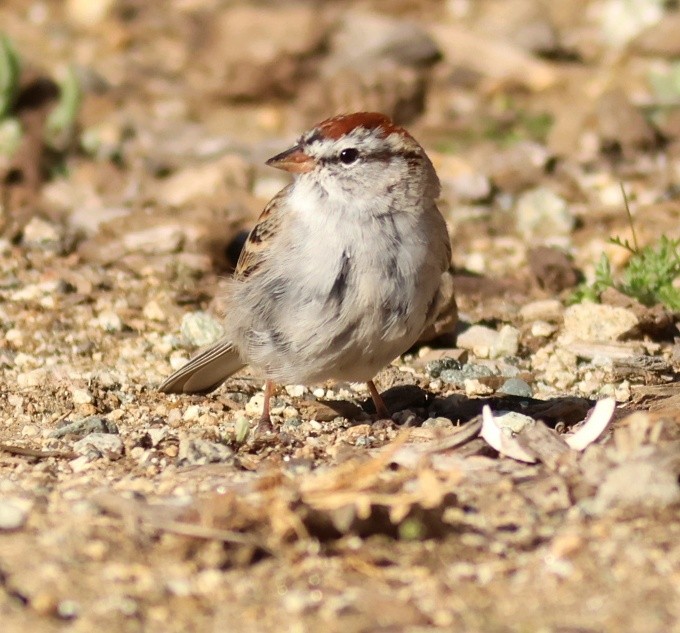 Chingolo Cejiblanco - ML652357984