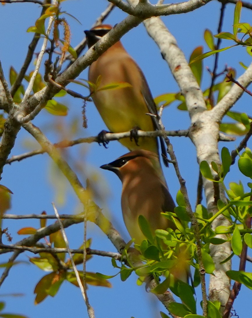 ヒメレンジャク - ML652358122