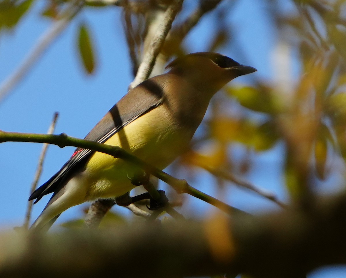 ヒメレンジャク - ML652358137