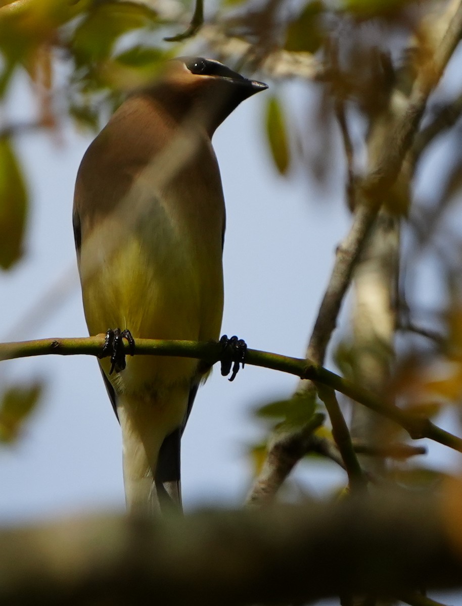 ヒメレンジャク - ML652358143