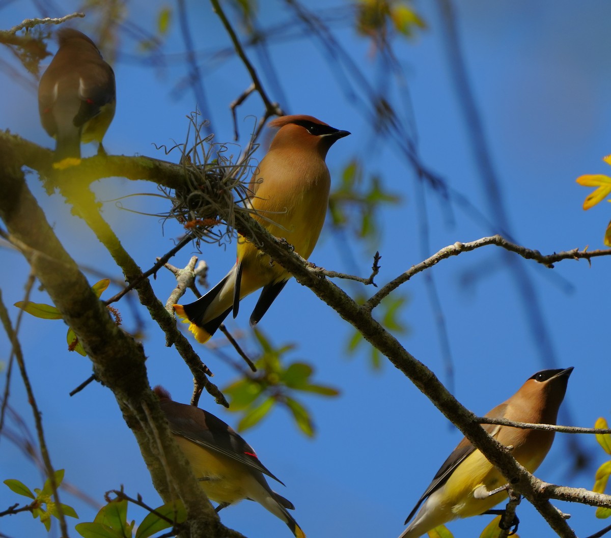 ヒメレンジャク - ML652358163