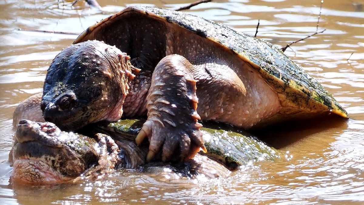 Tortugas lagarto - ML652358311