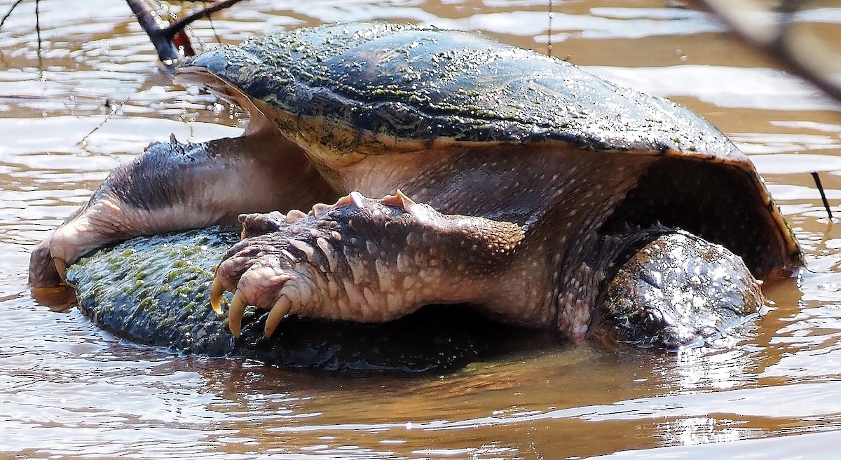 Reptiles - ML652358312