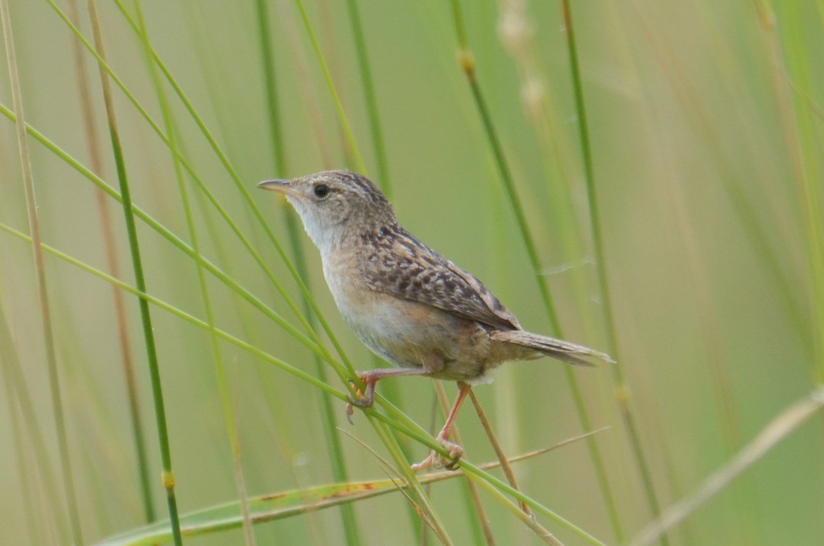 Cucarachero Culibarrado - ML652358475