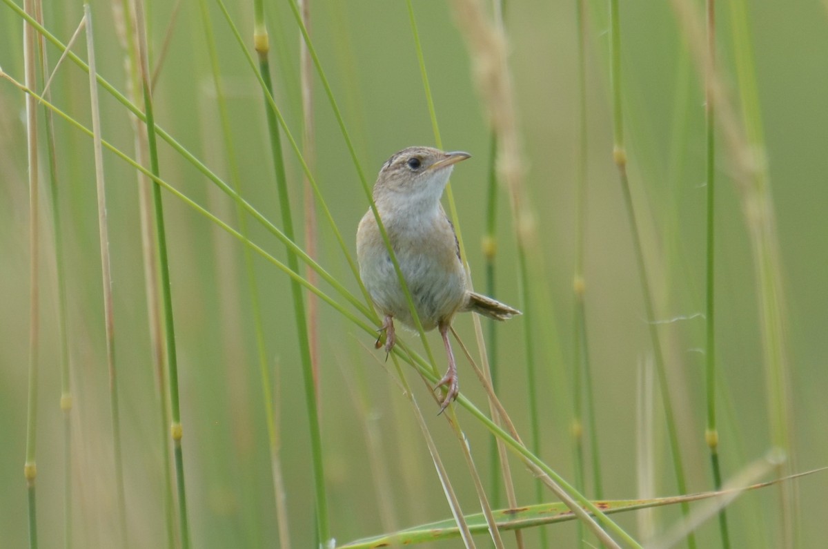 Cucarachero Culibarrado - ML652358476