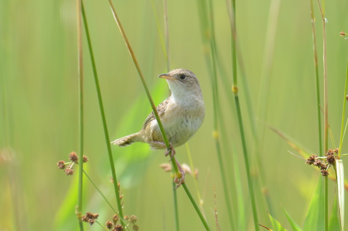 Cucarachero Culibarrado - ML652358477