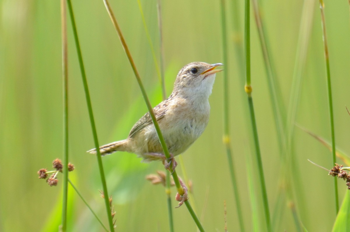 Cucarachero Culibarrado - ML652358478