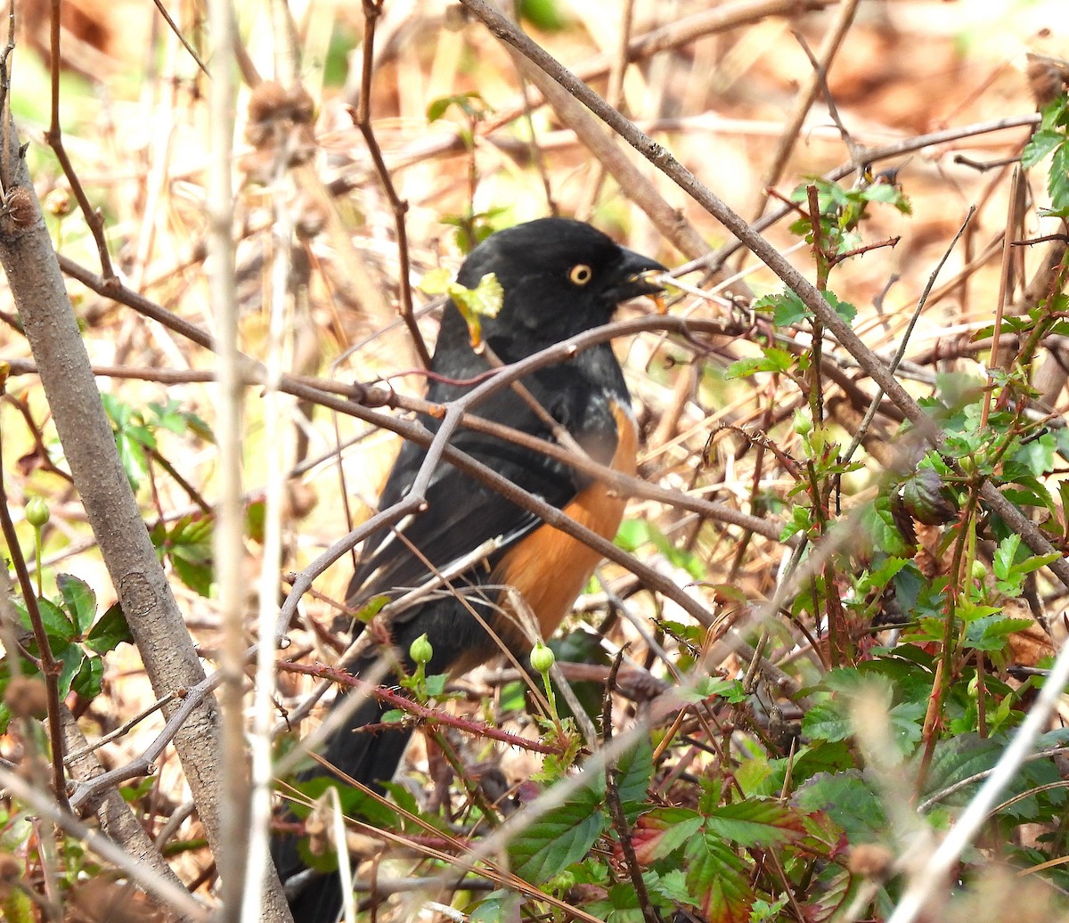 Красноглазый тохи - ML652358808