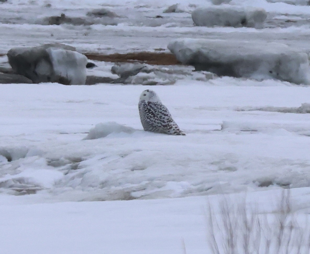 sovice sněžní - ML652358965