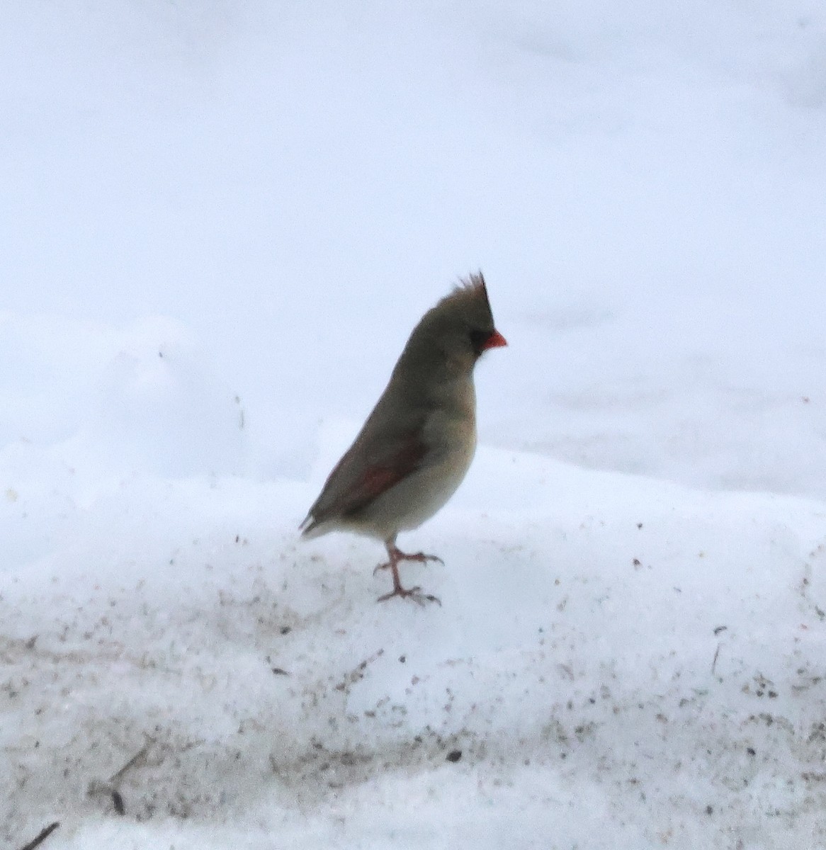 kardinál červený - ML652358968