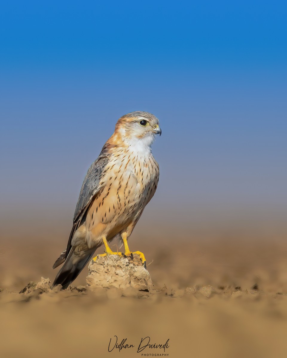 dvergfalk - ML652359051