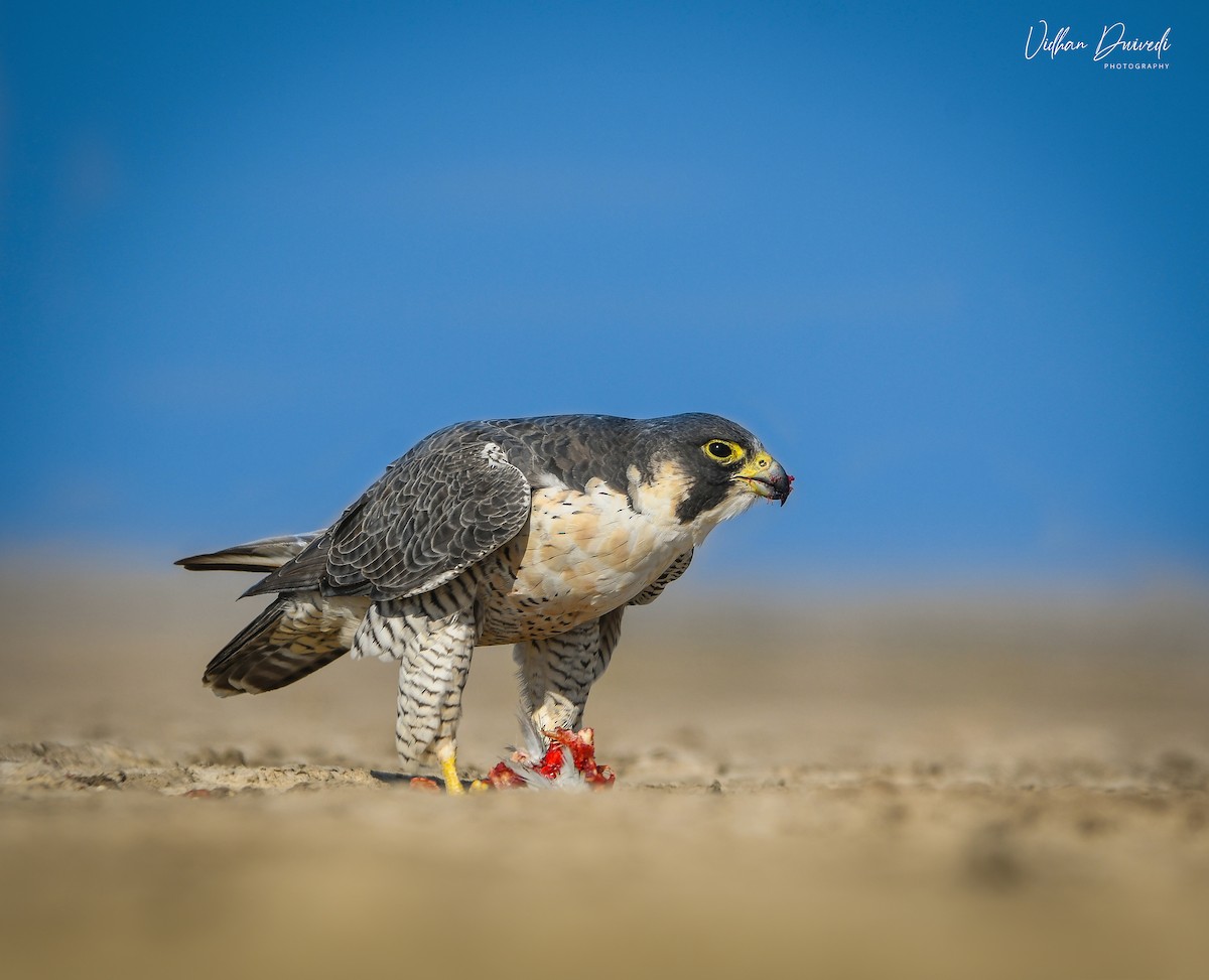 vandrefalk - ML652359059