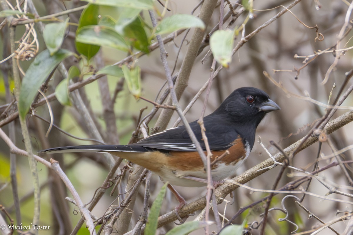 Красноглазый тохи - ML652359449