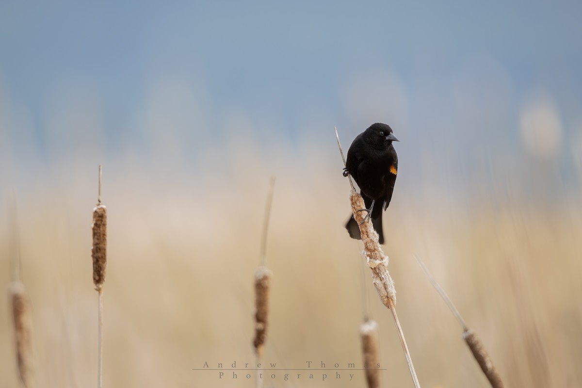 Red-winged Blackbird (Red-winged) - ML652359909