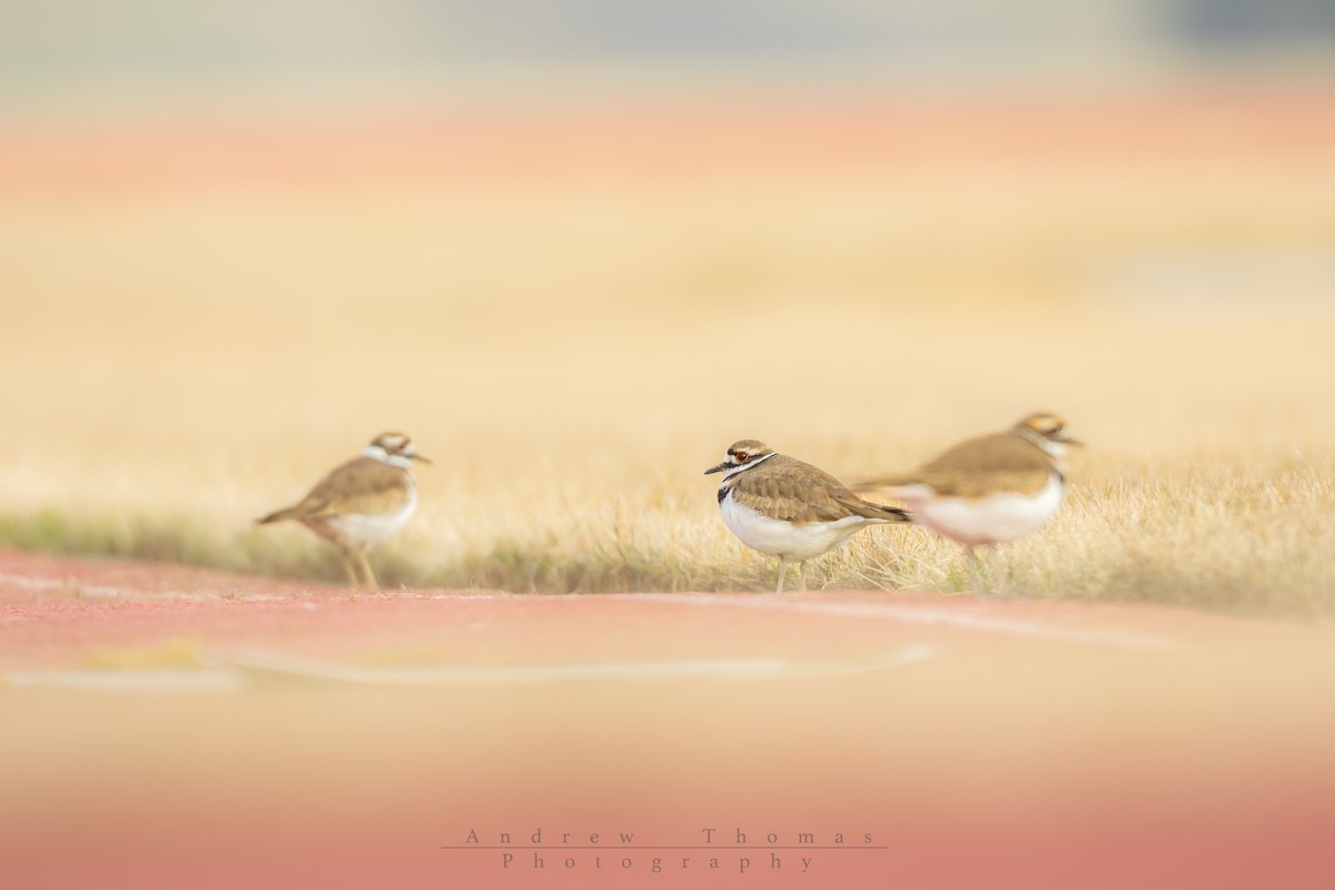 Killdeer - ML652359922