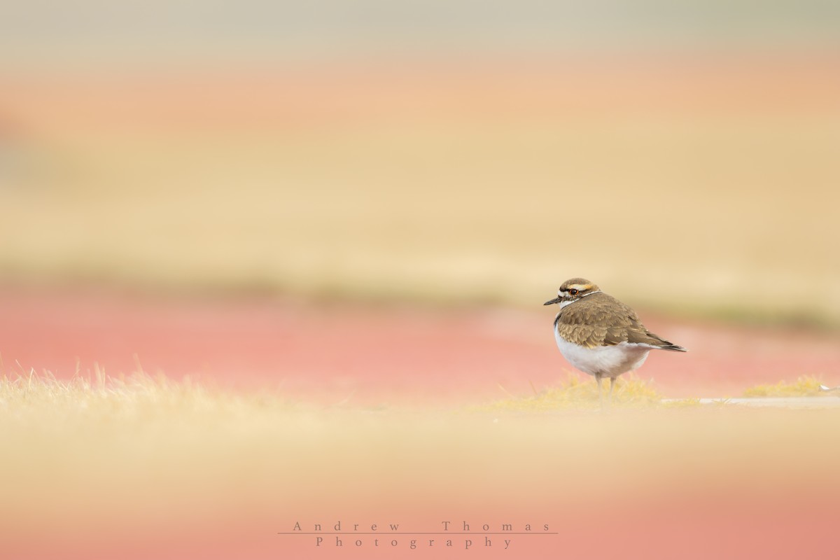 Killdeer - ML652359933