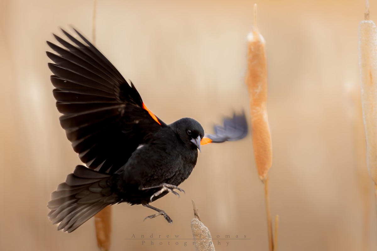 Red-winged Blackbird (Red-winged) - ML652359935