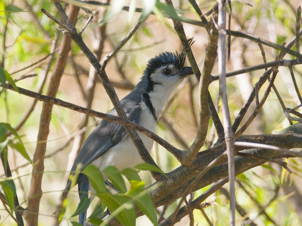カンムリサンジャク - ML652360142