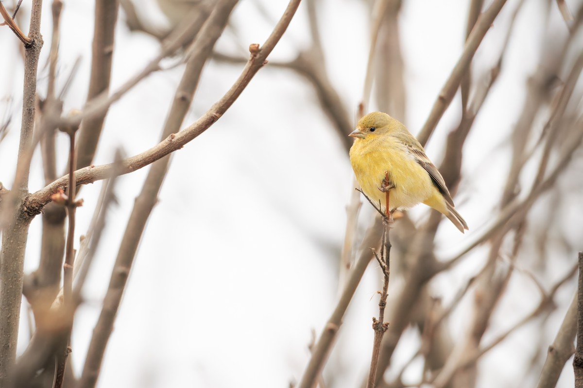 Lesser Goldfinch - ML652360150