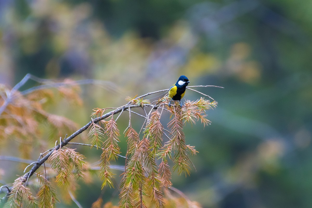Green-backed Tit - ML652360361