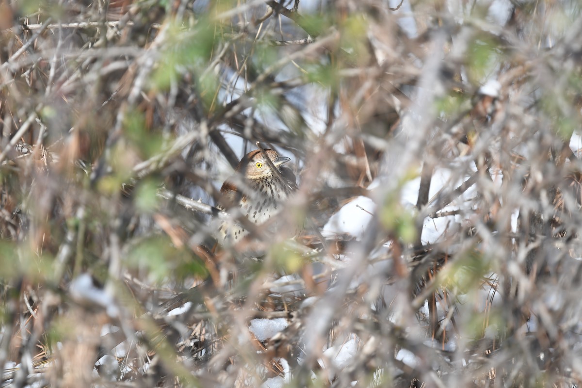 Cuitlacoche Rojizo - ML652360700