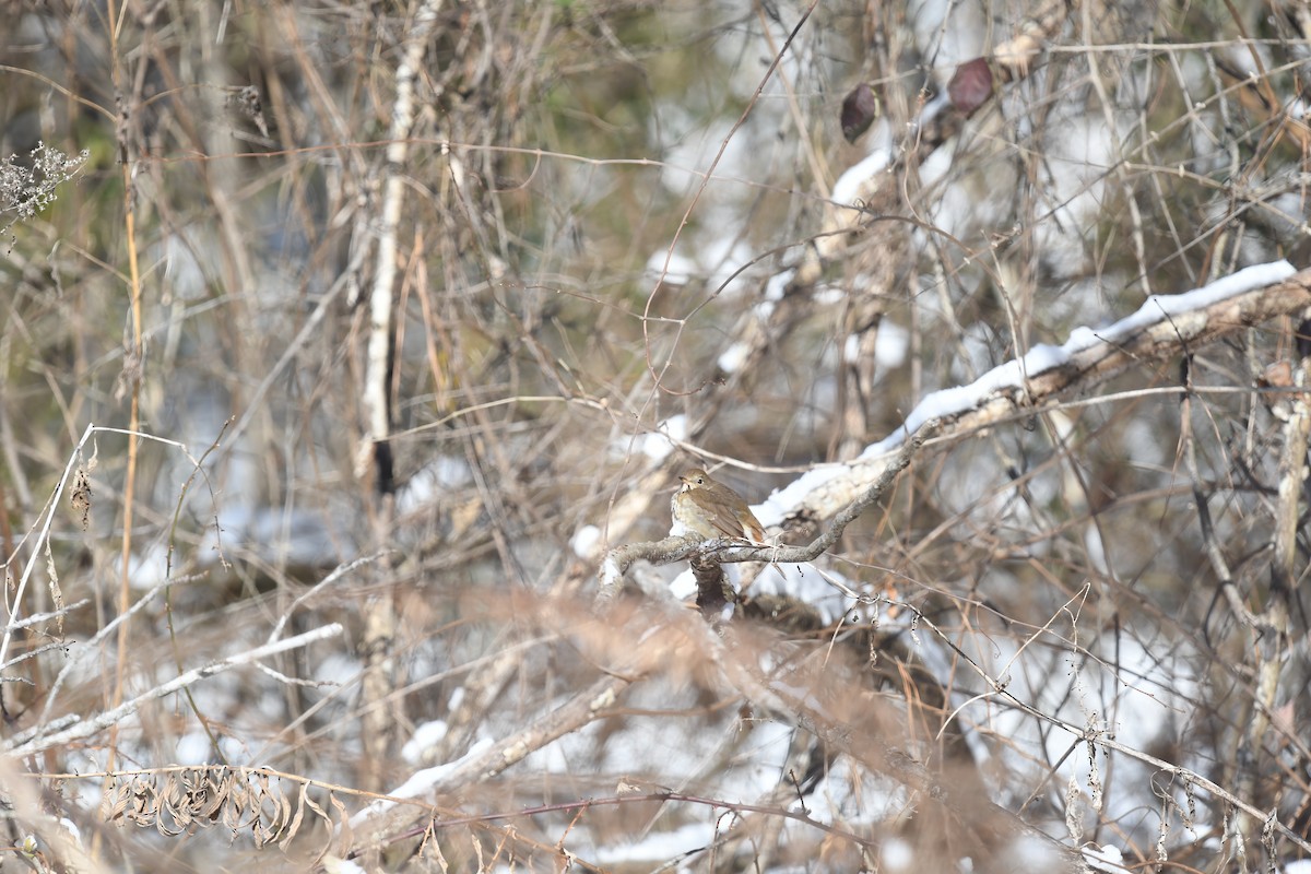 Zorzalito Colirrufo - ML652360705