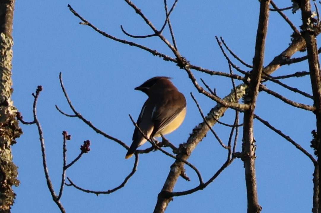 ヒメレンジャク - ML652360796