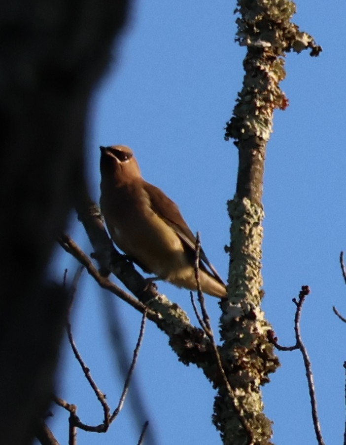 ヒメレンジャク - ML652360797