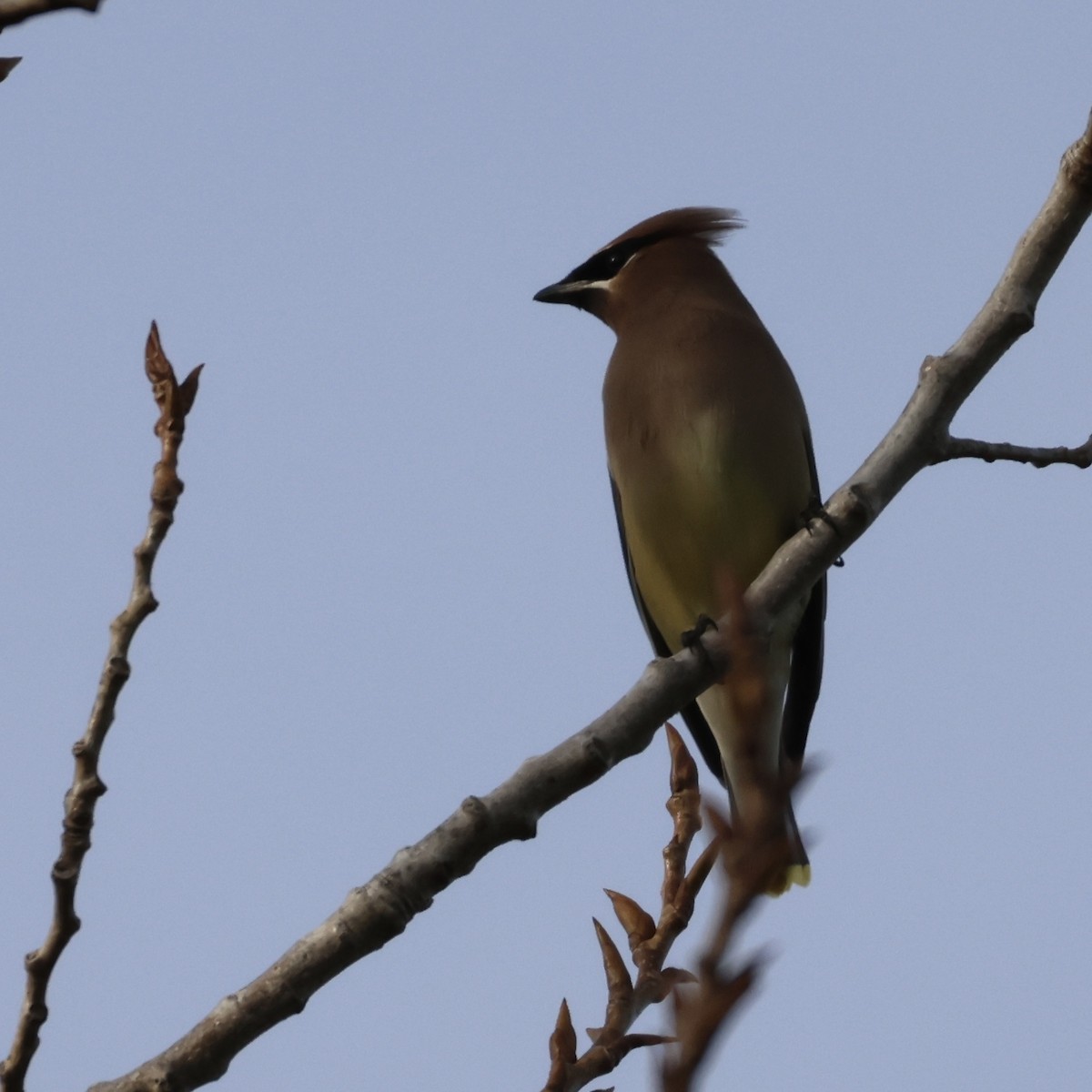 ヒメレンジャク - ML652361560