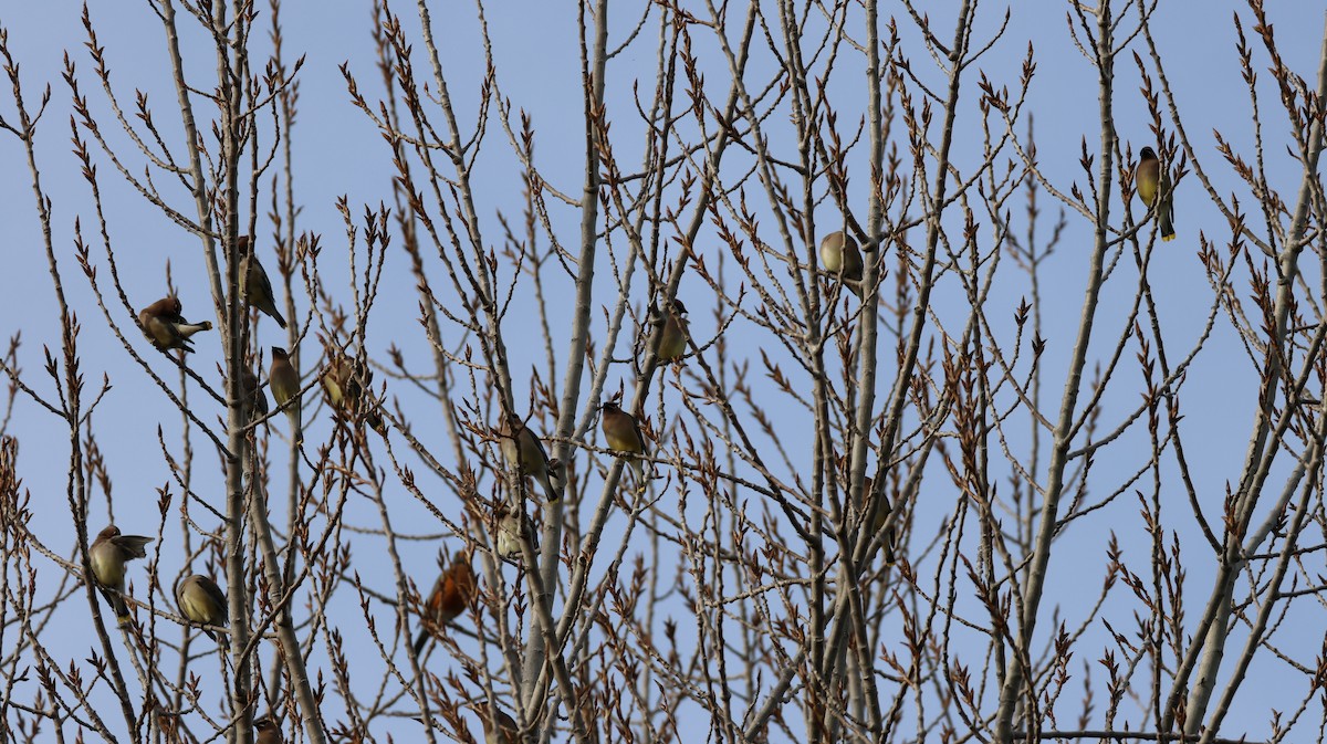 ヒメレンジャク - ML652361561