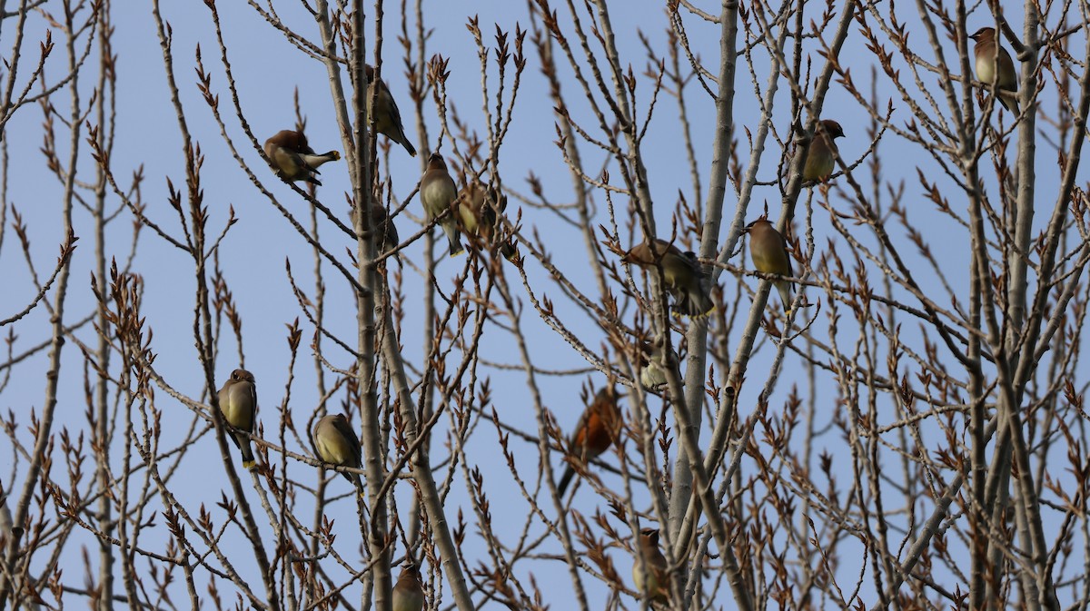 ヒメレンジャク - ML652361562