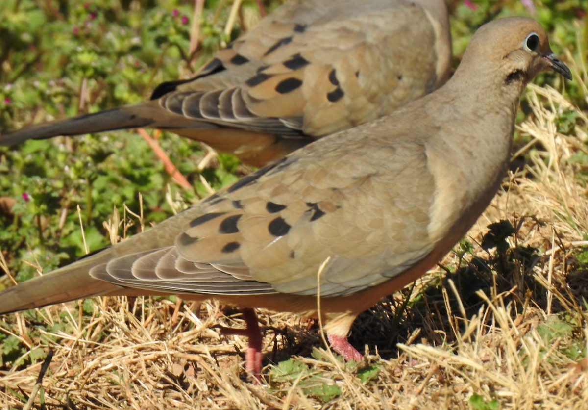 Mourning Dove - ML652361805