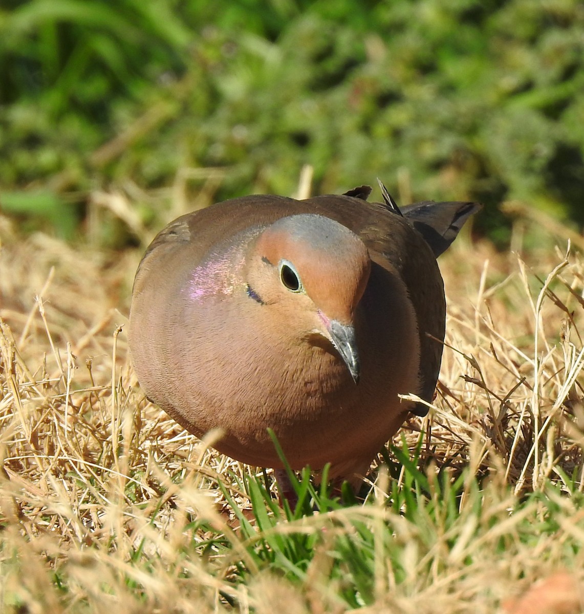 Mourning Dove - ML652361806